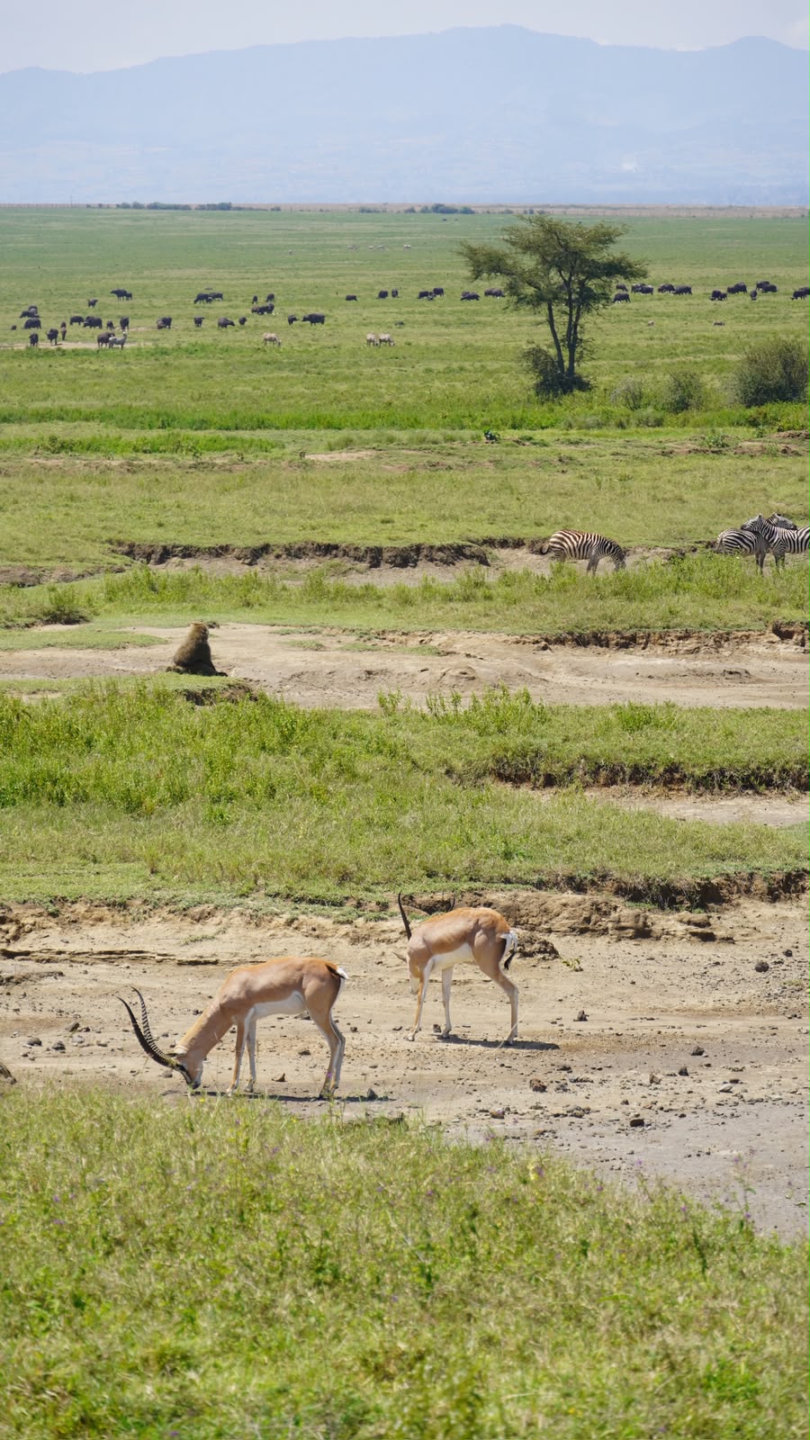 Gacelas y cebras en Amboseli