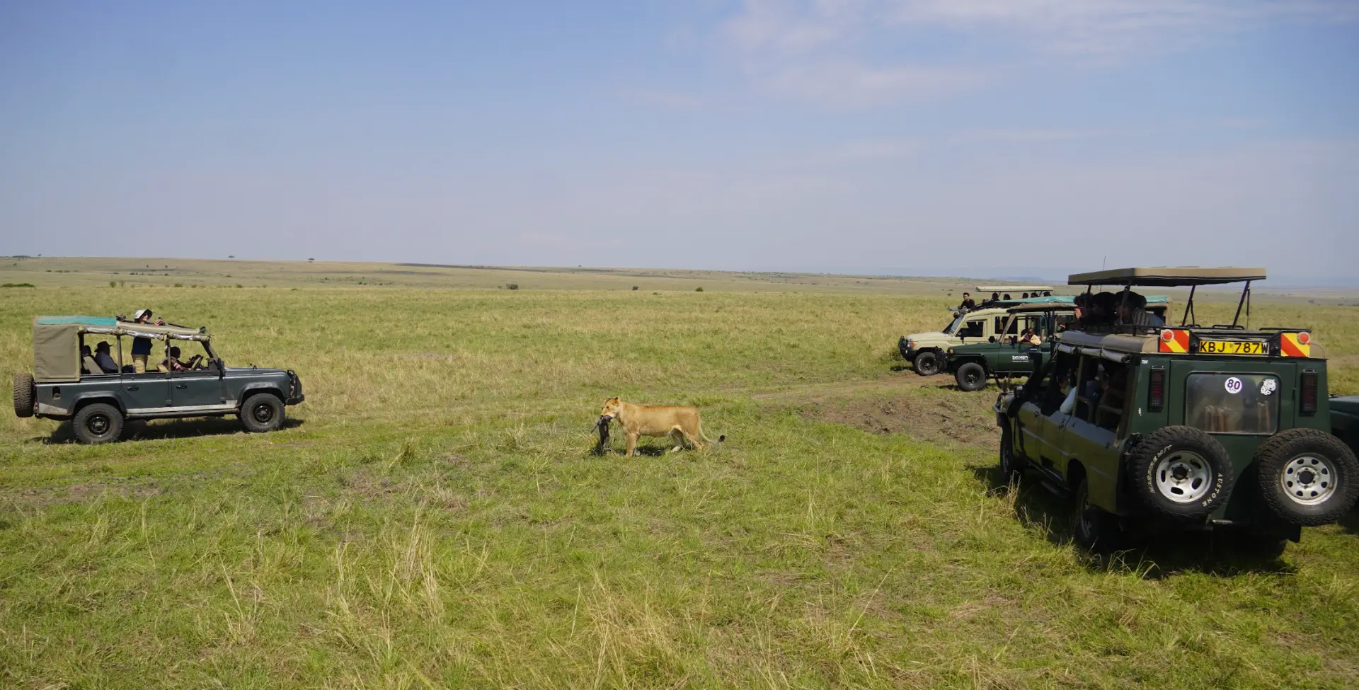 Leona caminando entre vehículos de safari en Masái Mara