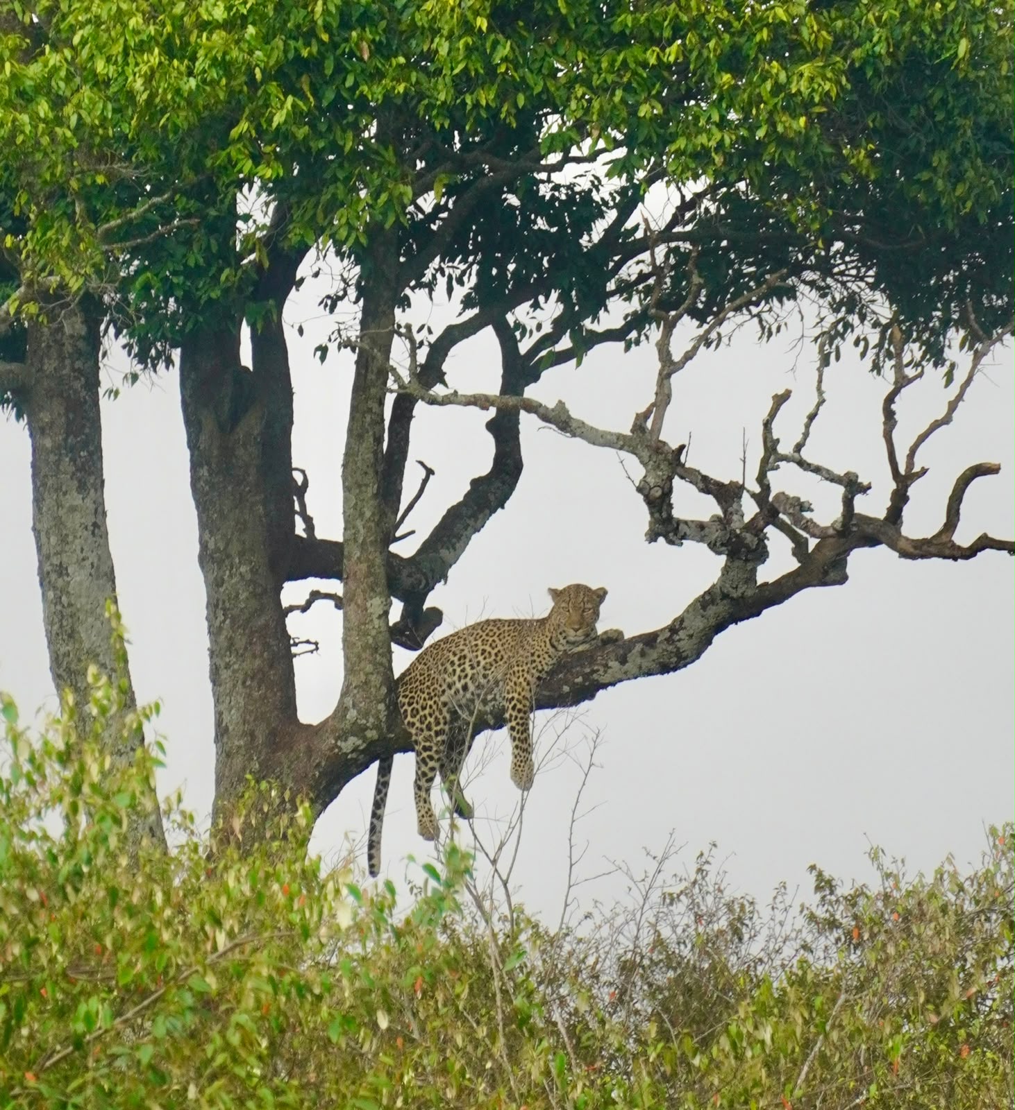 Leopardo descansando en una rama en Masái Mara