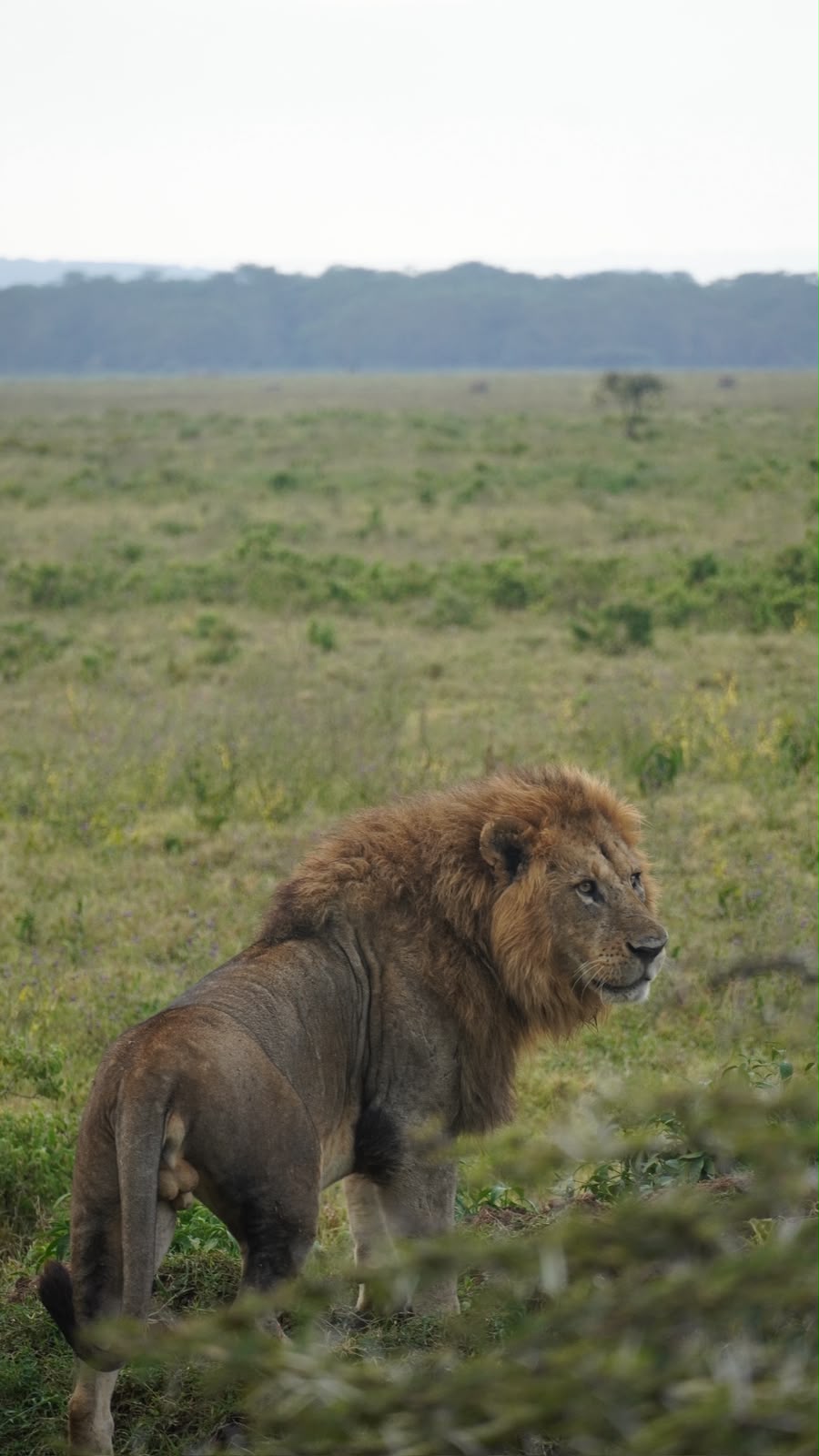 León en la sabana de África del Este